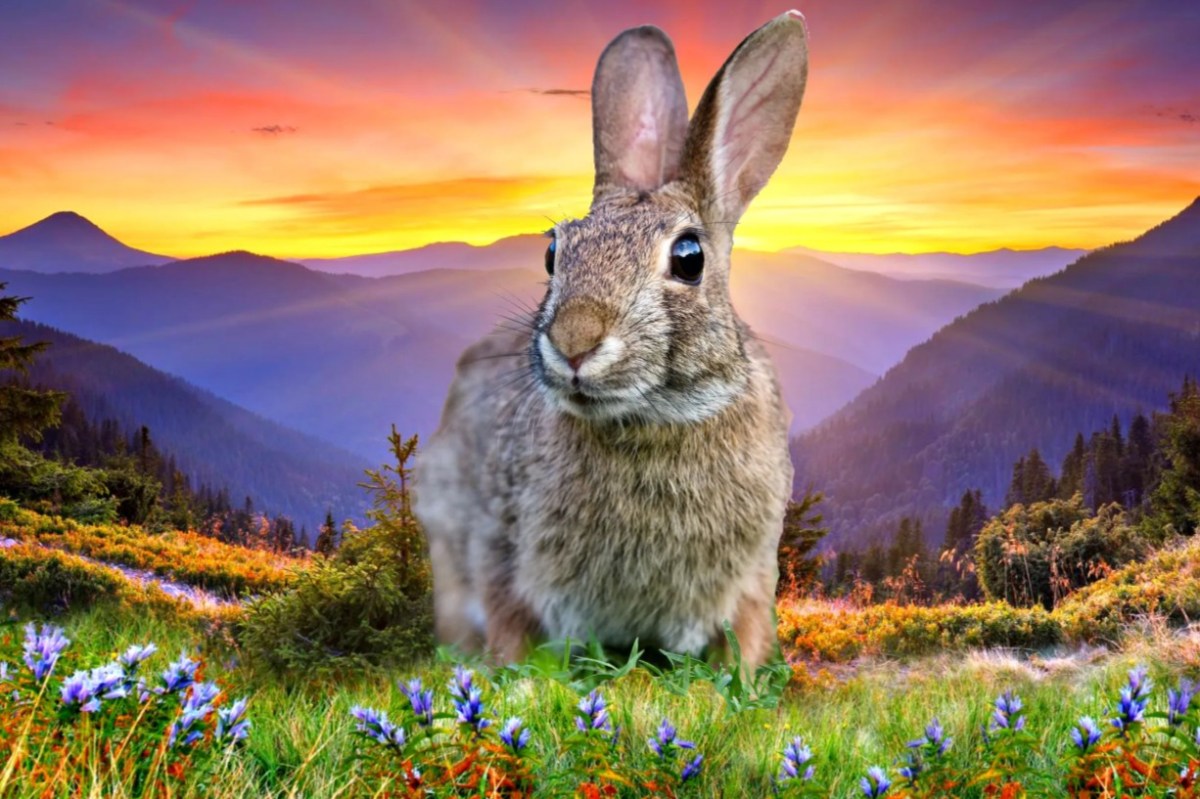 Decoding the Sunrise Title: David Hume’s Other&nbsp;Lesson